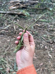 Tropidoderus childrenii