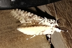 Lichnoptera