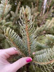 Picea glauca