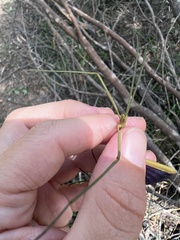 Didymuria violescens