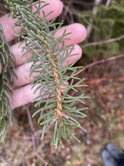 Picea glauca