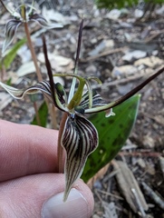 Scoliopus bigelovii