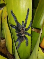 Pachistopelma rufonigrum