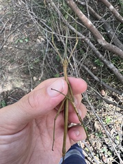 Didymuria violescens