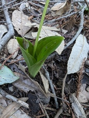Scoliopus bigelovii
