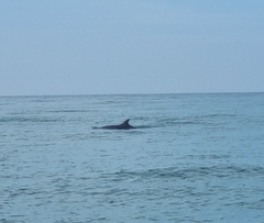 Delphinidae