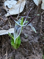 Scoliopus bigelovii