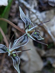 Scoliopus bigelovii