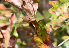 Amphibolips quercusilicifoliae