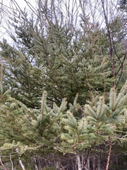 Picea glauca