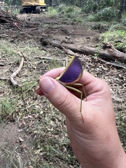 Didymuria violescens