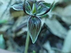 Scoliopus bigelovii