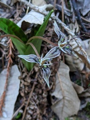 Scoliopus bigelovii