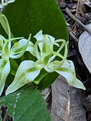 Scoliopus bigelovii