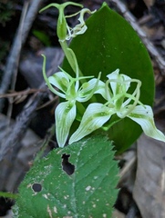 Scoliopus bigelovii