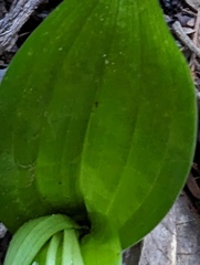 Scoliopus bigelovii