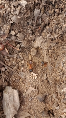 Camponotus nigriceps