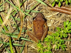 Pristimantis ramagii