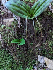 Scoliopus bigelovii