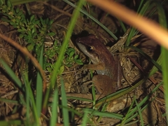 Pristimantis ramagii