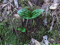 Scoliopus bigelovii
