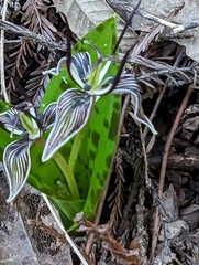 Scoliopus bigelovii