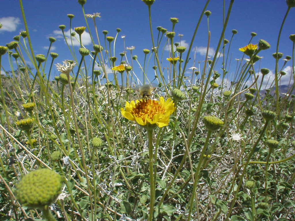 Virgin River Brittlebush from Clark County, NV, USA on 04 May, 2003 by