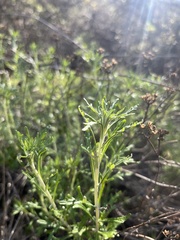 Eriophyllum confertiflorum
