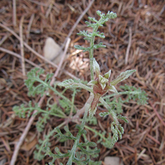 Chaenactis douglasii