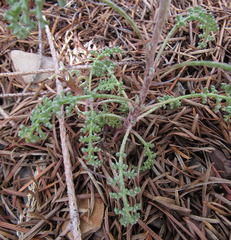 Chaenactis douglasii