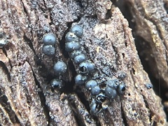 Rosellinia