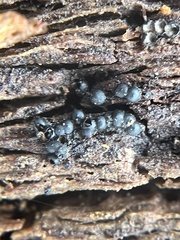 Rosellinia