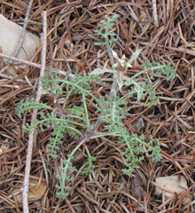 Chaenactis douglasii