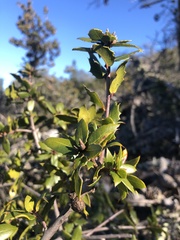 Quercus wislizeni frutescens