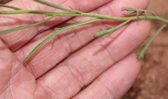 Sisymbrium linifolium