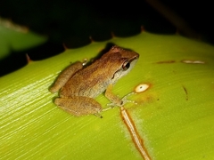 Pristimantis ramagii