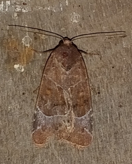 Hampsonodes mastoides