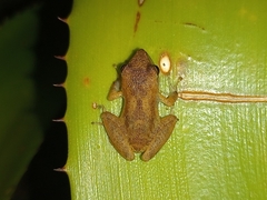 Pristimantis ramagii