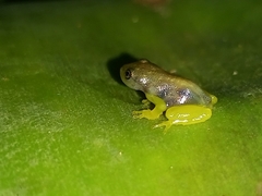 Phyllodytes edelmoi