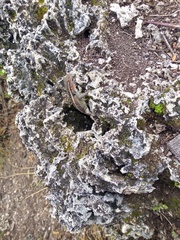 Sceloporus teapensis