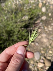 Bromus rubens