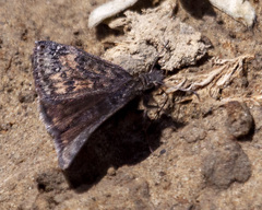 Erynnis pacuvius
