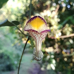 Aristolochia triangularis