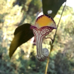 Aristolochia triangularis