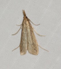 Donacaula longirostrallus