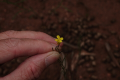 Sisymbrium linifolium