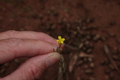 Sisymbrium linifolium