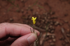 Sisymbrium linifolium