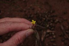 Sisymbrium linifolium