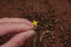 Sisymbrium linifolium